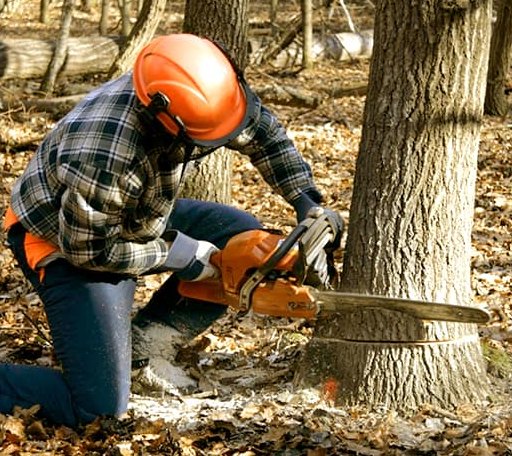 Tree Removal in Bellingham, MA